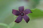 Maroon Carolina milkvine